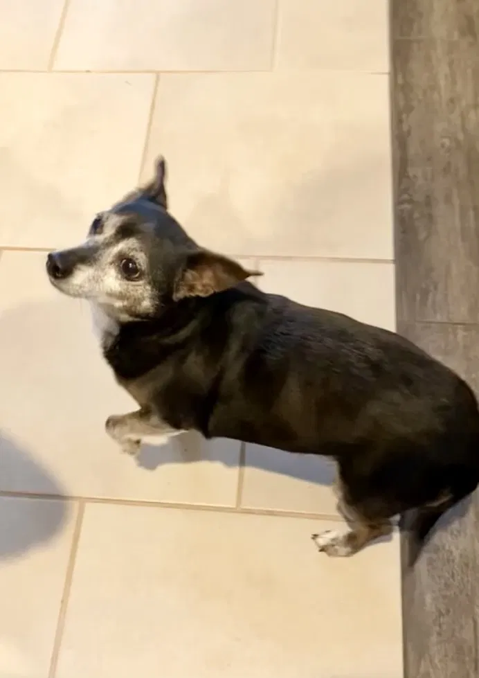 Lost dog in Edmond, OK, 73025