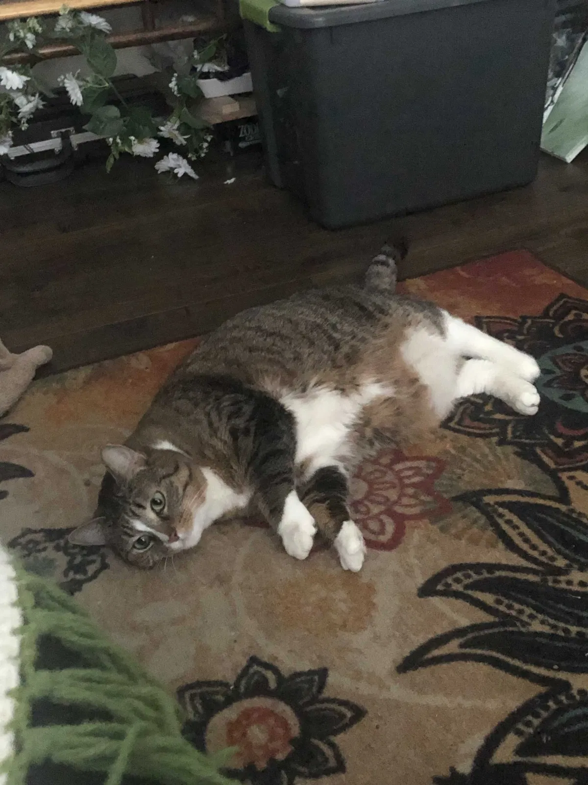 Lost cat in Mchenry, IL, 60051