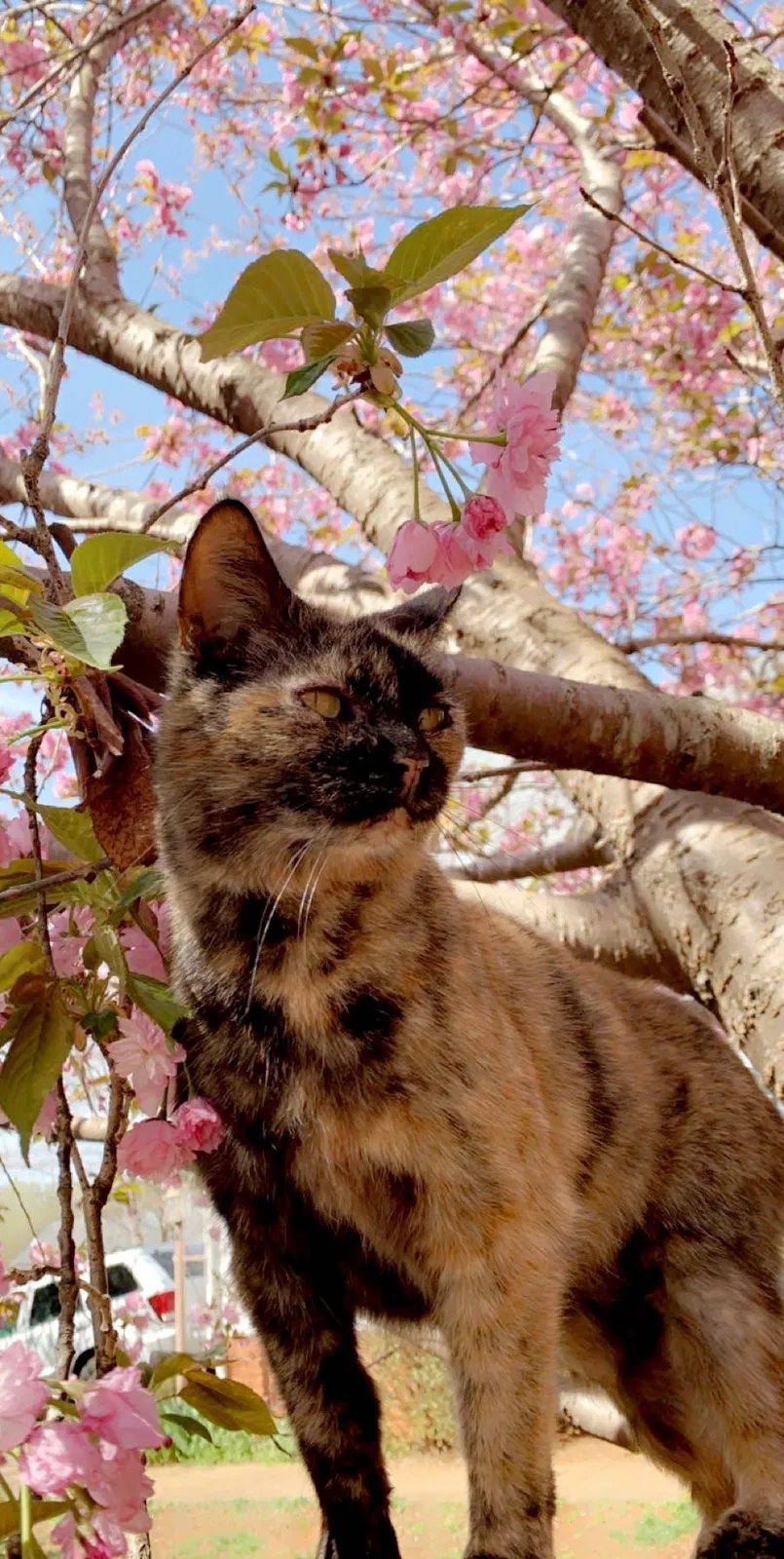 Lost cat in Ruckersville, VA, 22968