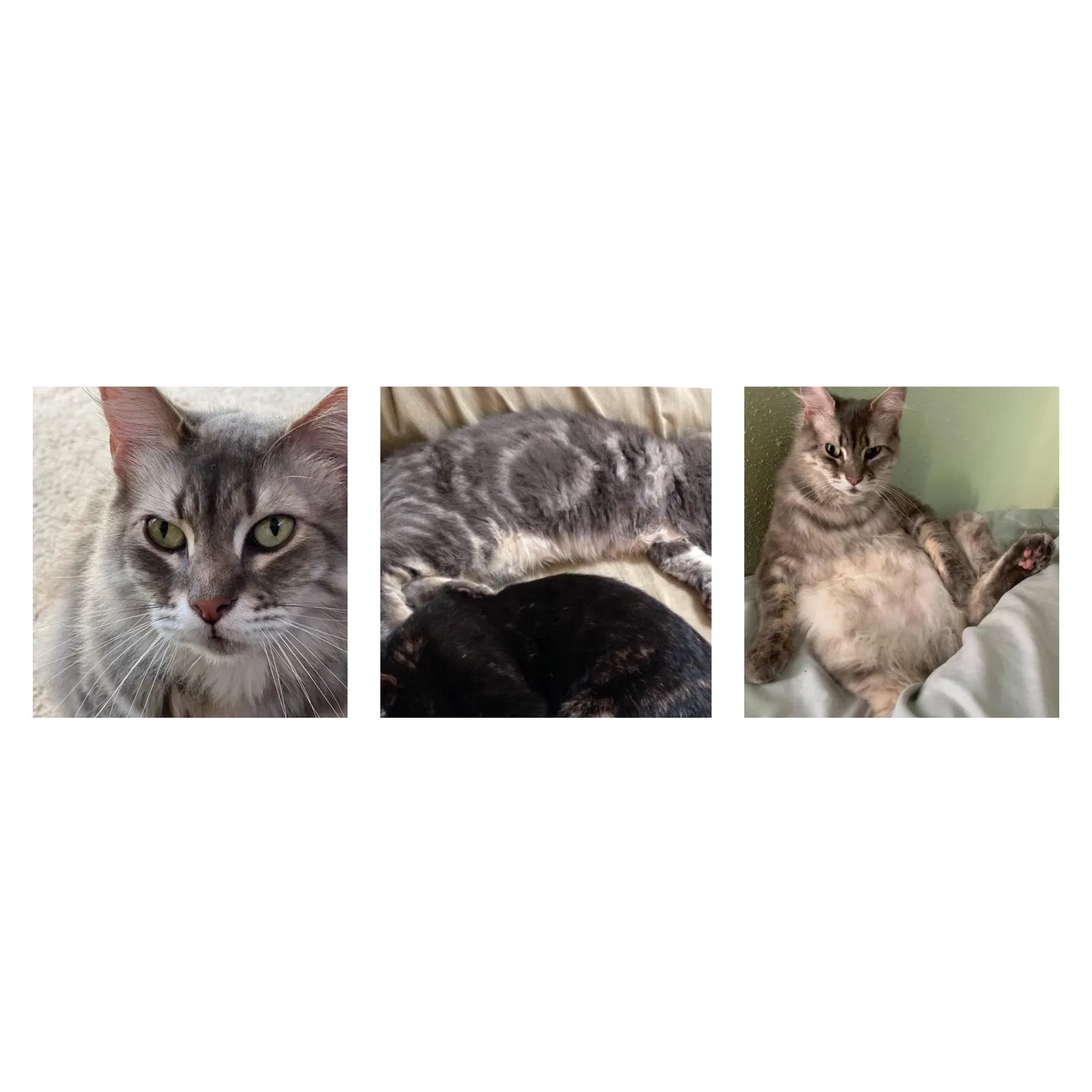 Lost cat in Portland, OR, 97233