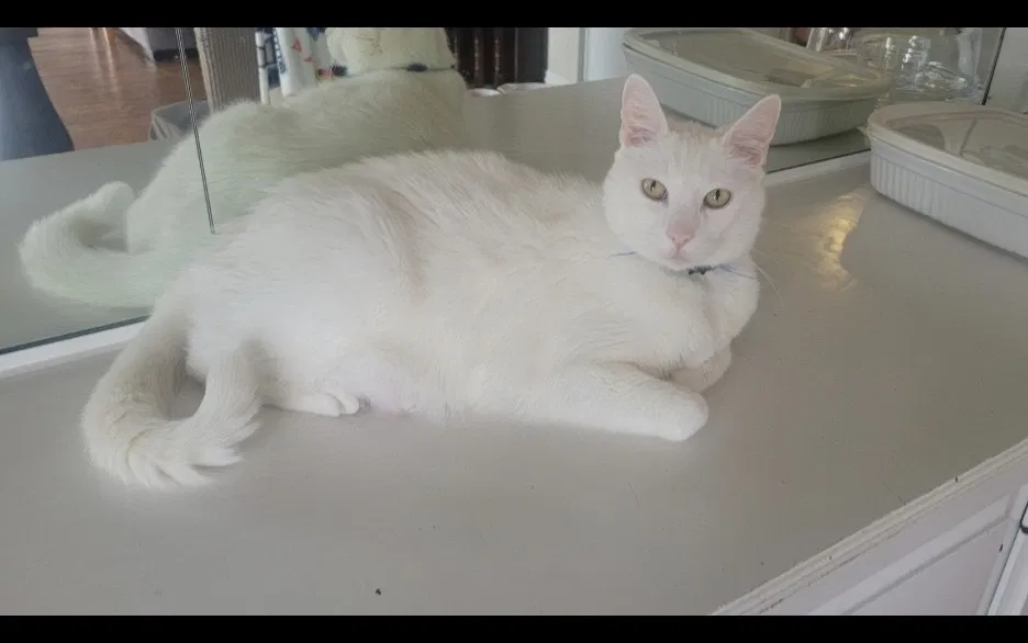 Lost cat in San Clemente, CA, 92672