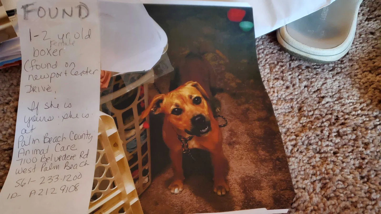 Found dog in Deerfield Beach, FL, 33442