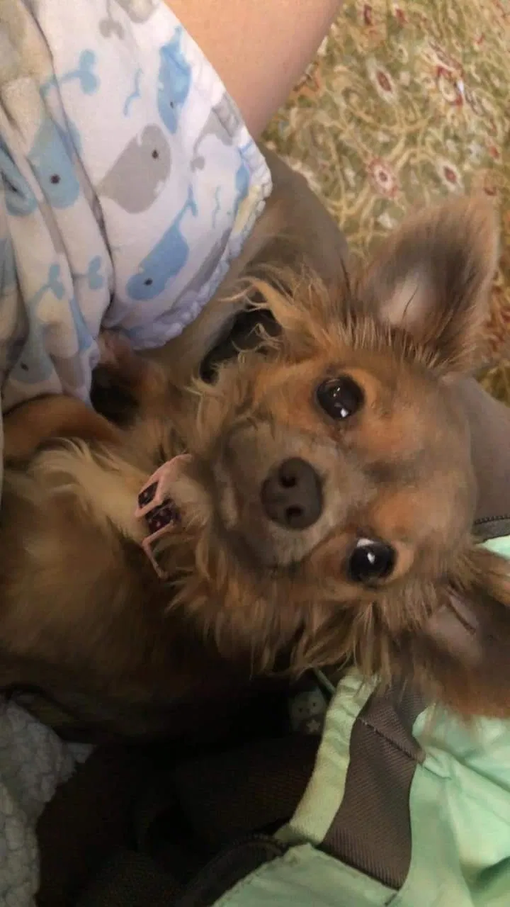 Lost dog in Madison, AL, 35757