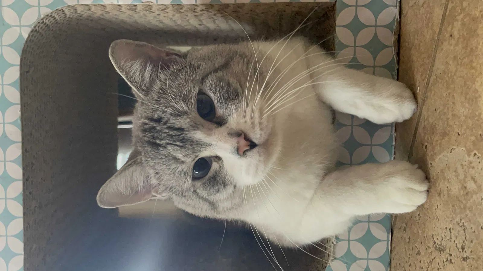 Lost cat in Sugar Land, TX, 77479