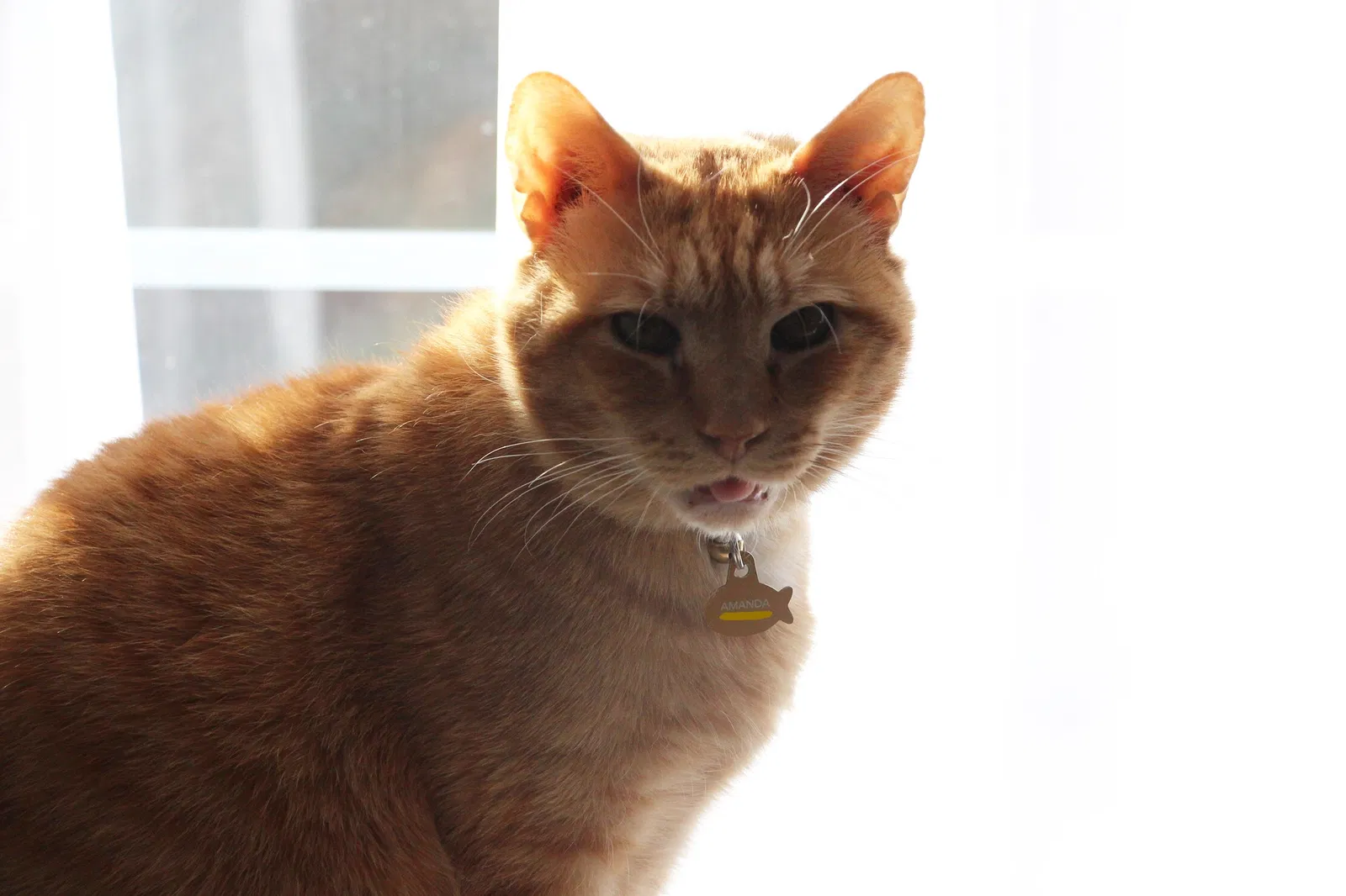 Lost cat in Midlothian, VA, 23112