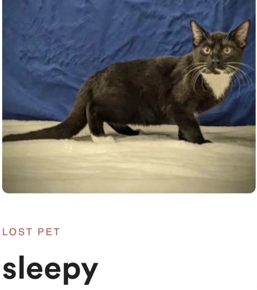 Lost cat in Benton, AR, 72019
