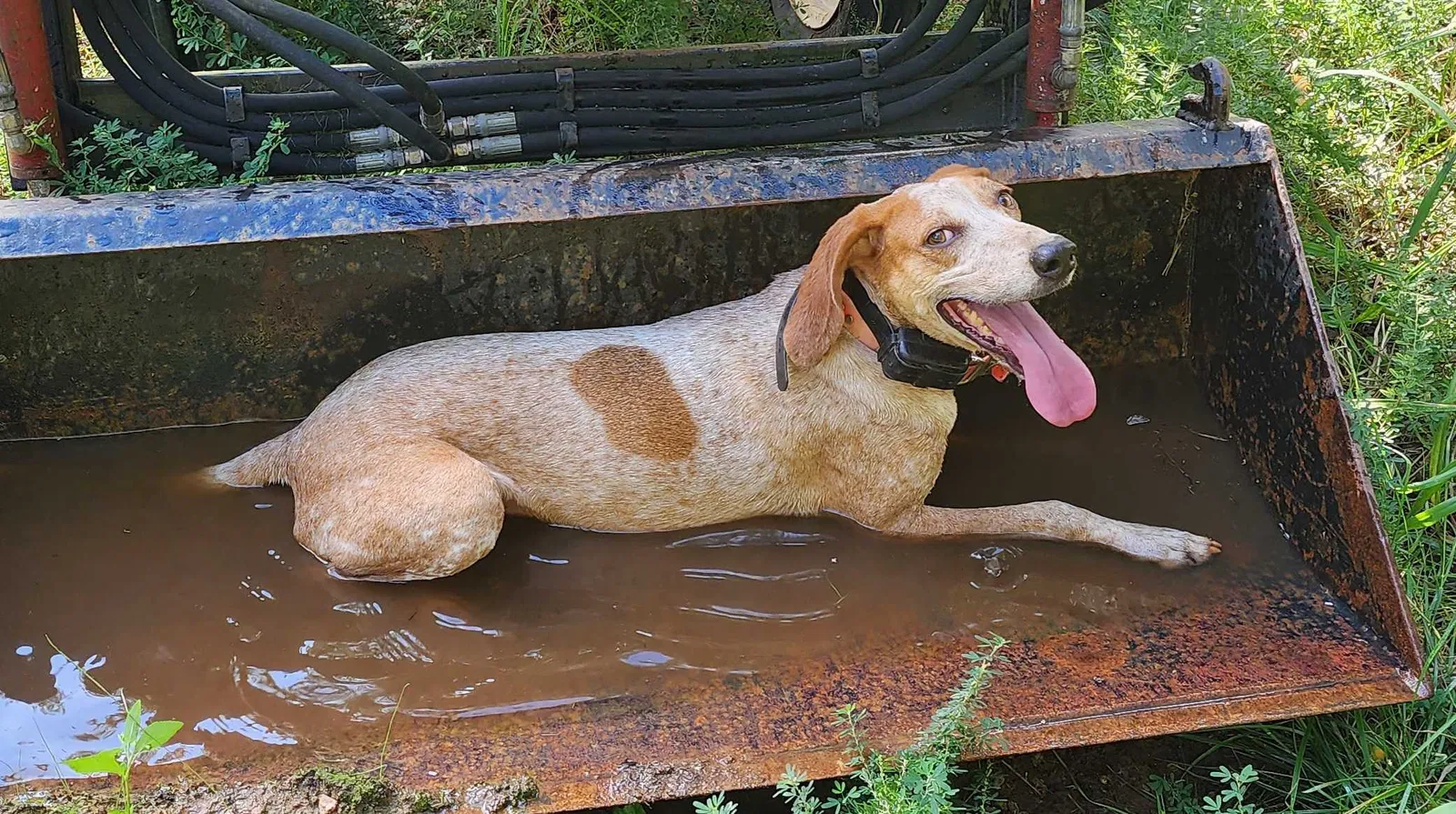 Lost dog in Gray Court, SC, 29645