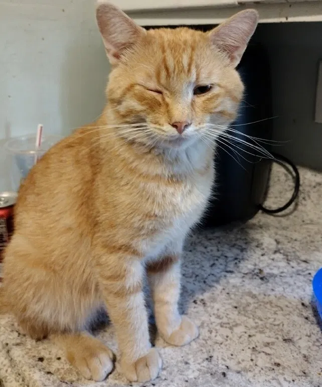Lost cat in Topeka, KS, 66606