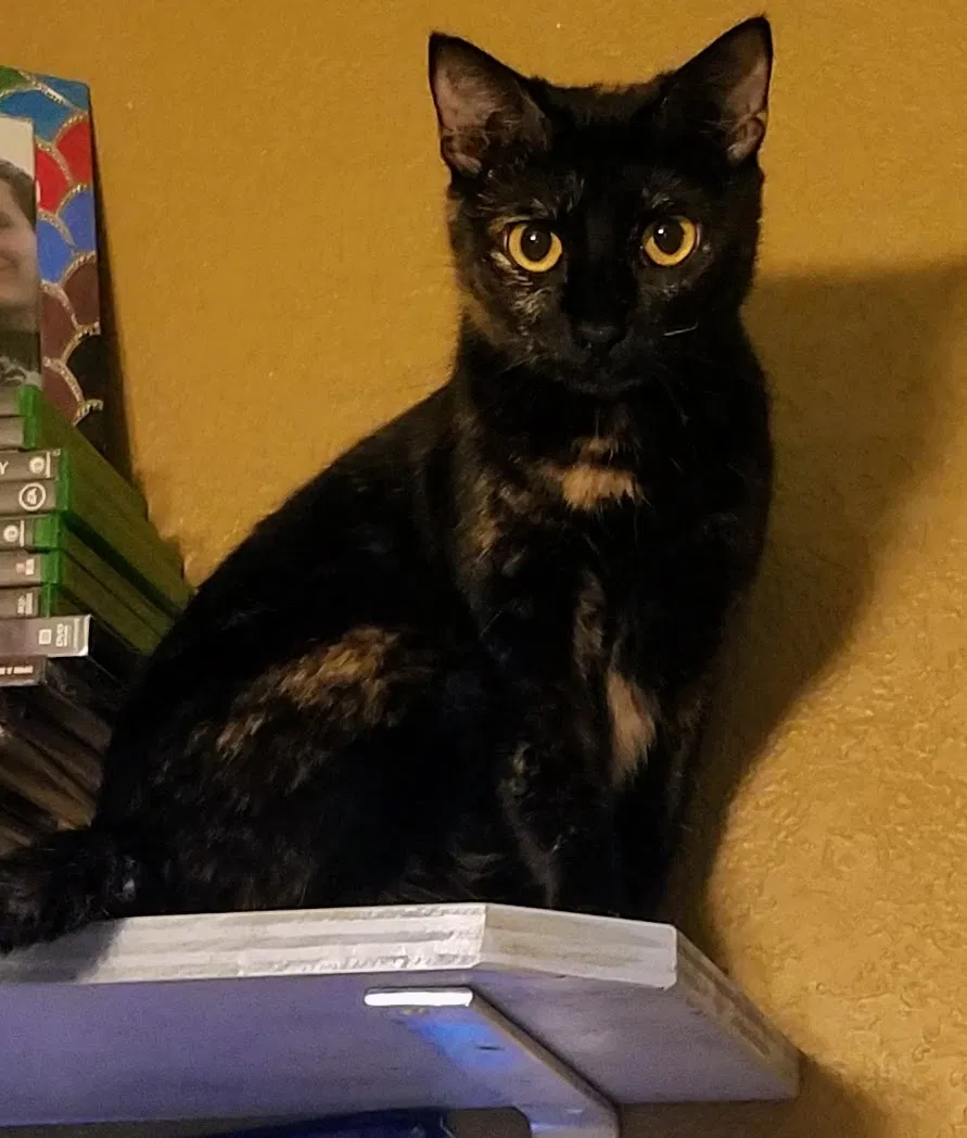 Lost cat in Conroe, TX, 77306