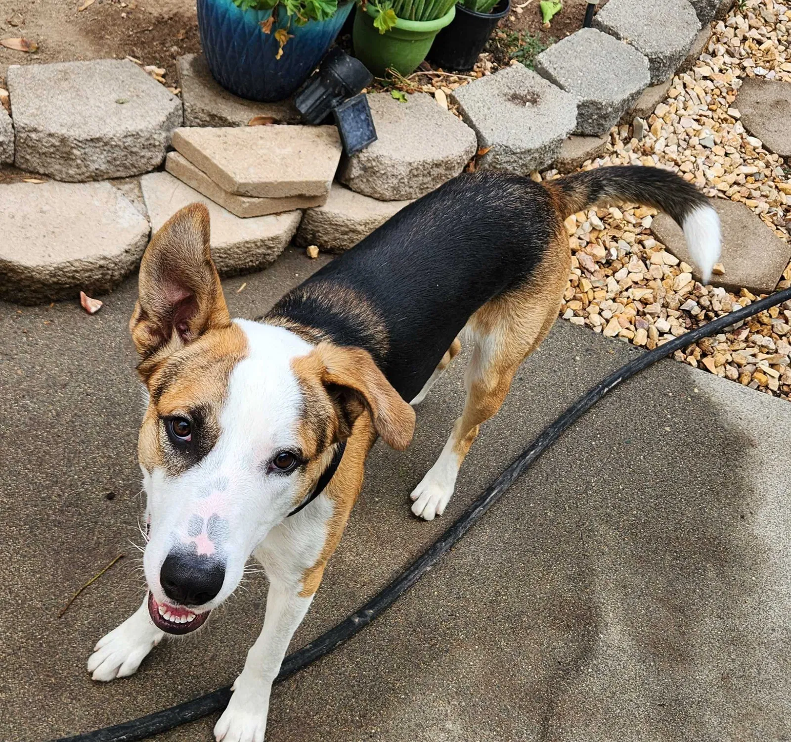 Found dog in Sacramento, CA, 95823