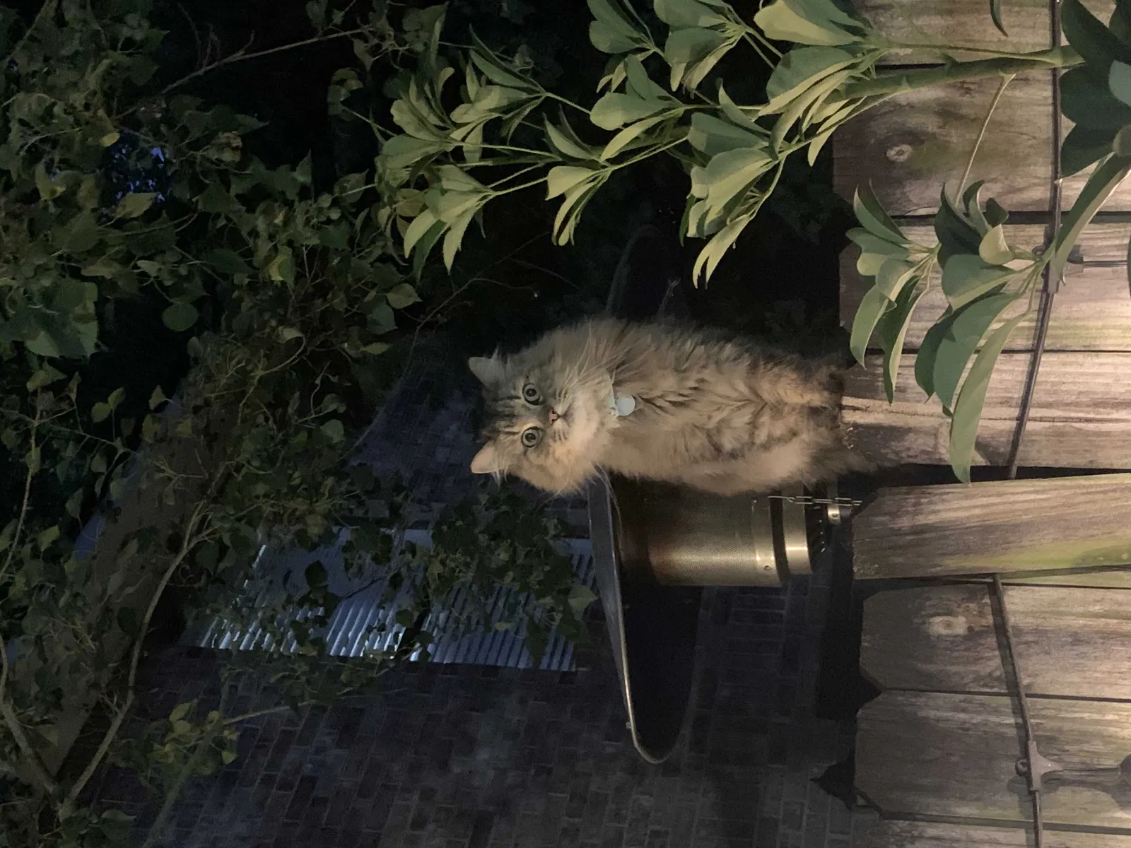 Lost cat in Baton Rouge, LA, 70809