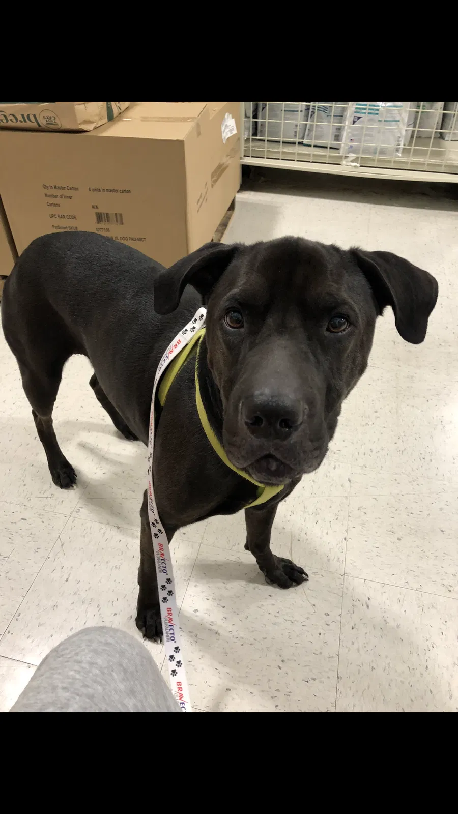 Lost dog in Birmingham, AL, 35215