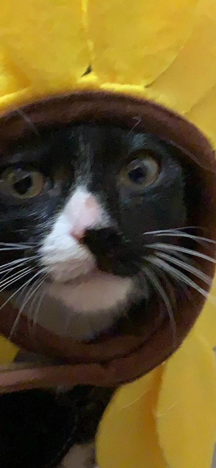 Lost cat in Saint Paul, MN, 55122