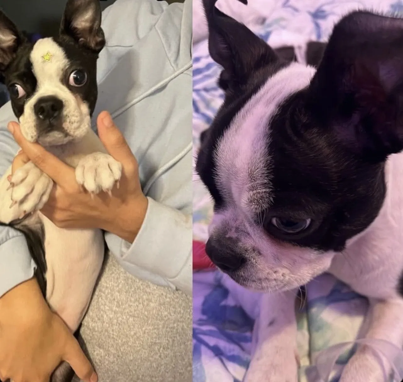 Lost dog in Los Angeles, CA, 90011
