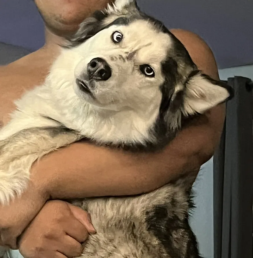 Lost dog in Fresno, CA, 93706