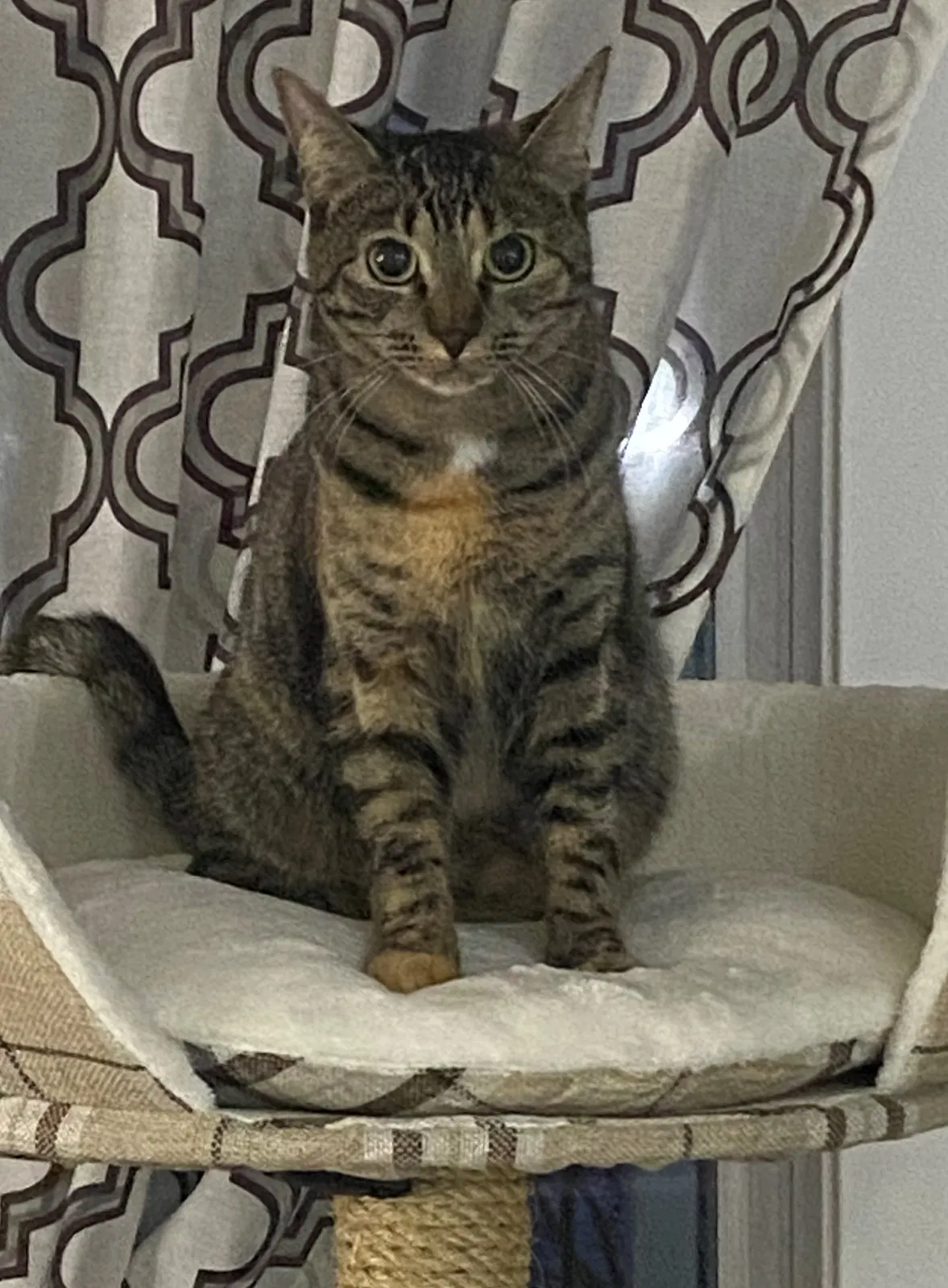 Lost cat in Lacey, WA, 98503