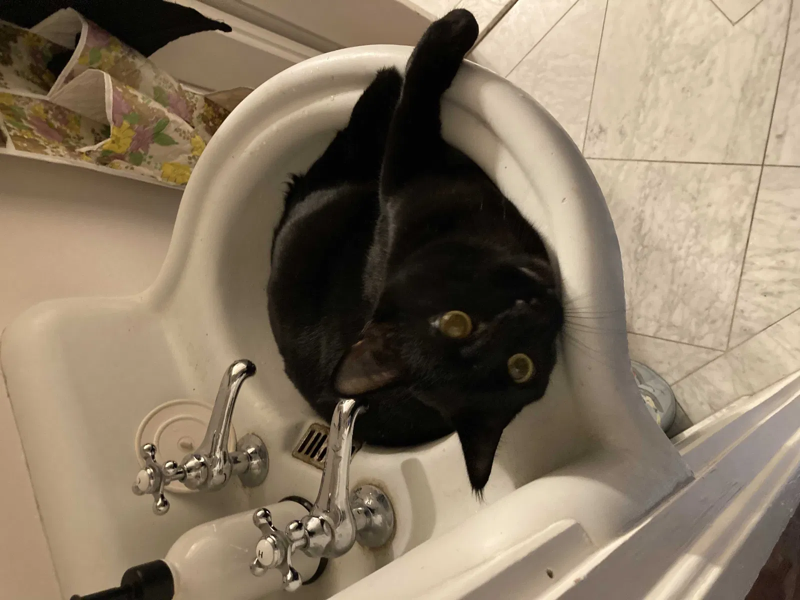 Lost cat in Salt Lake City, UT, 84103