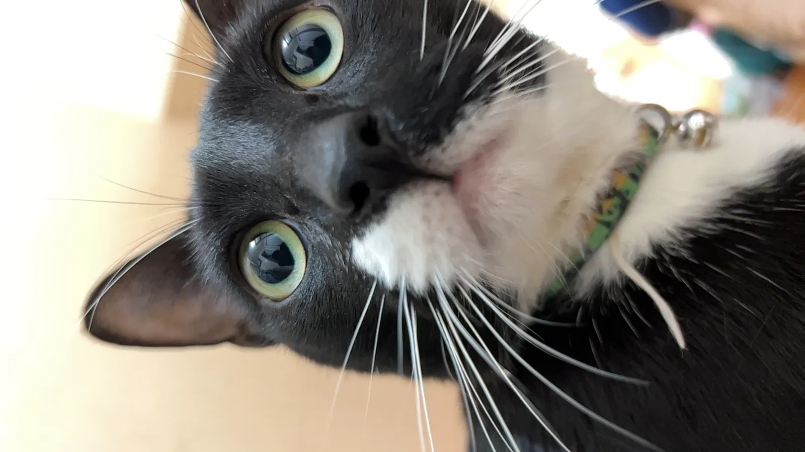 Lost cat in Hyattsville, MD, 20782