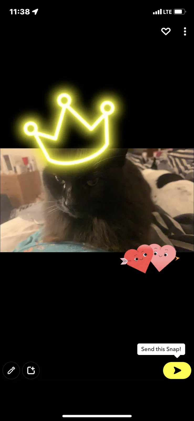 Lost cat in Fayetteville, NC, 28306
