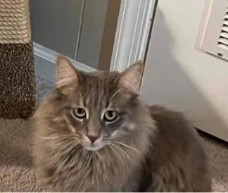 Lost cat in Cedartown, GA, 30125