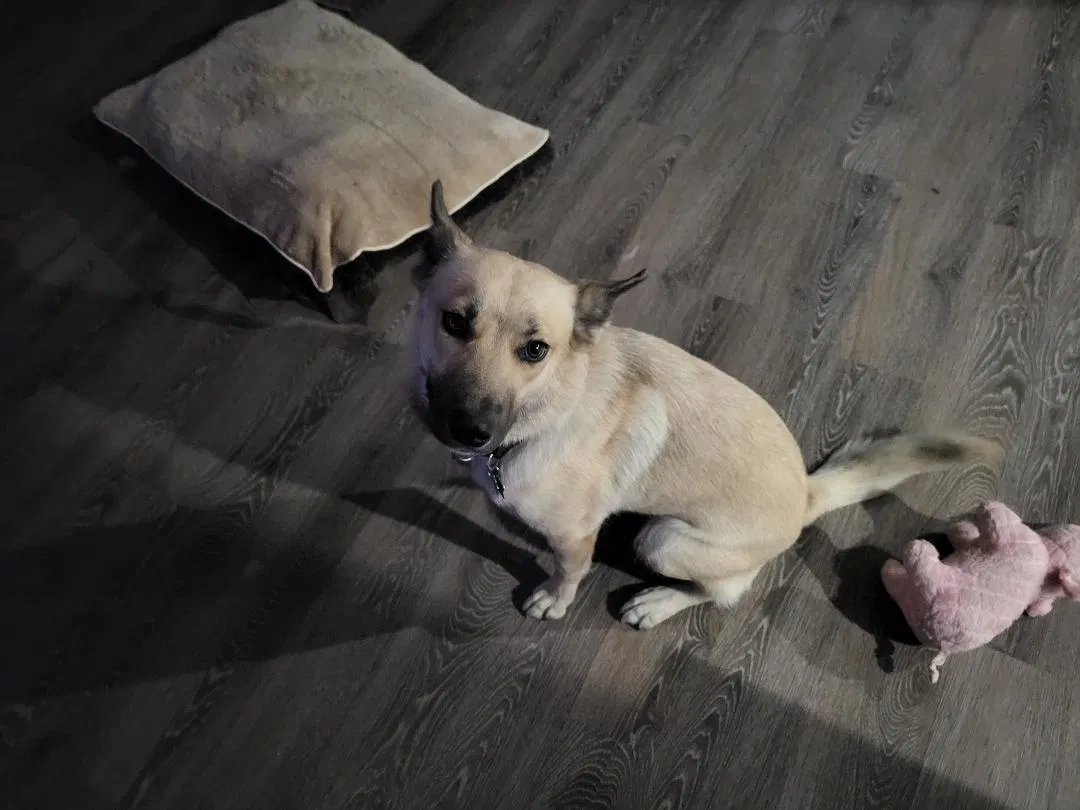 Lost dog in Venice, FL, 34292