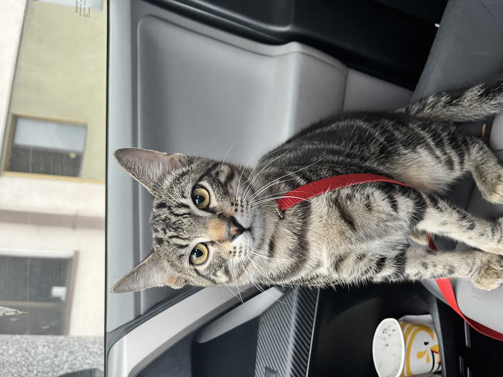 Lost cat in Long Beach, CA, 90805