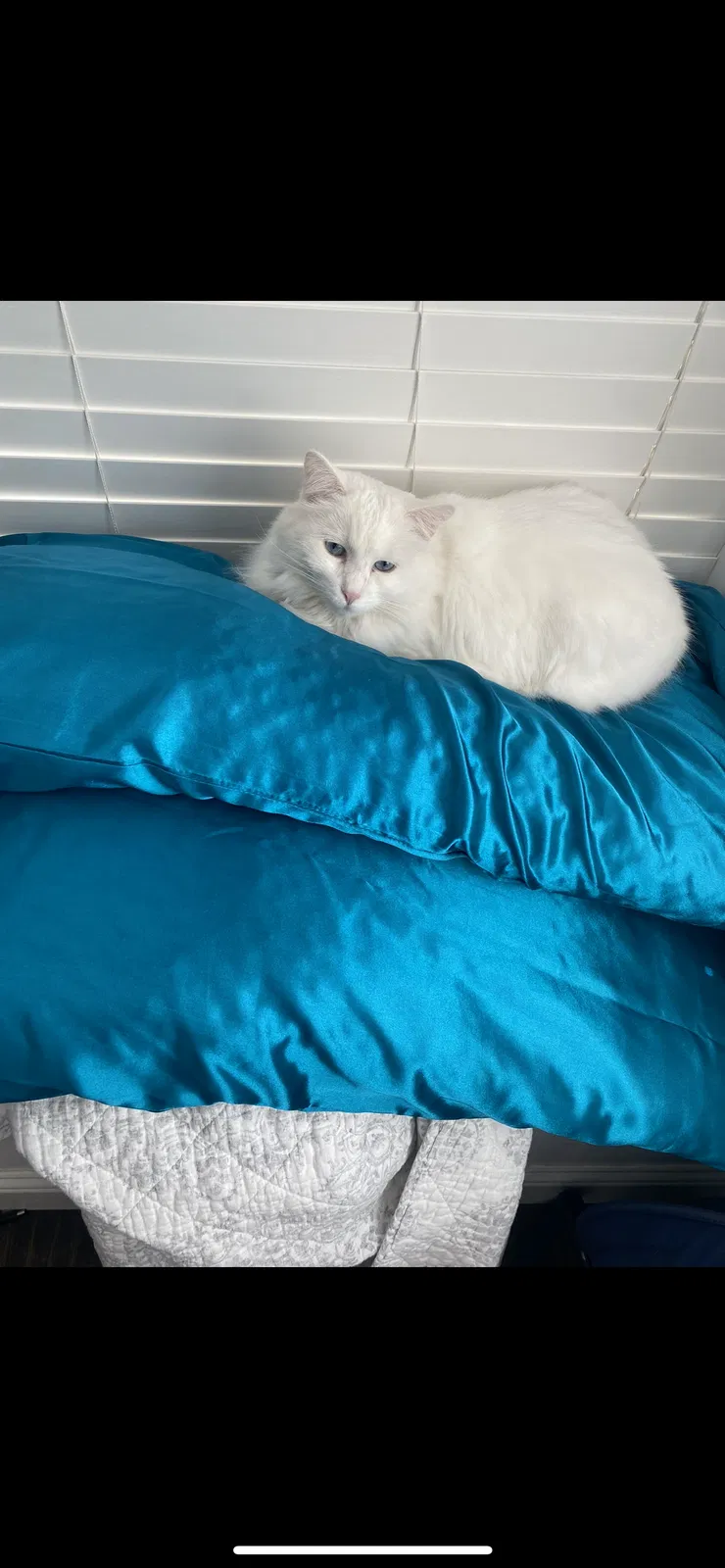 Lost cat in Wylie, TX, 75098