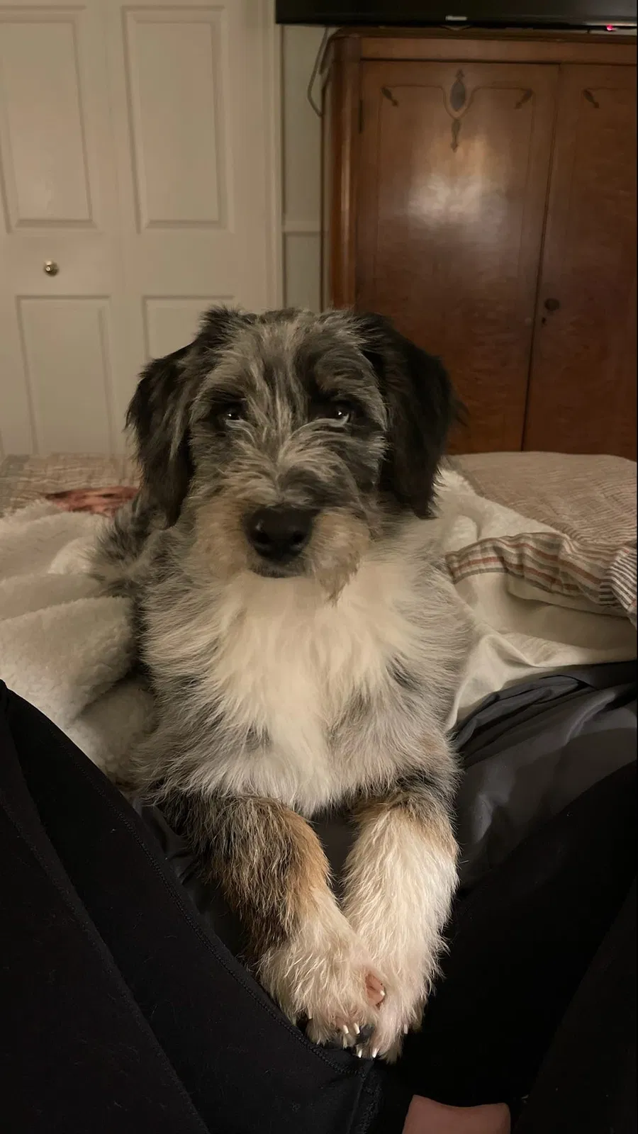 Lost dog in Fountain, CO, 80817