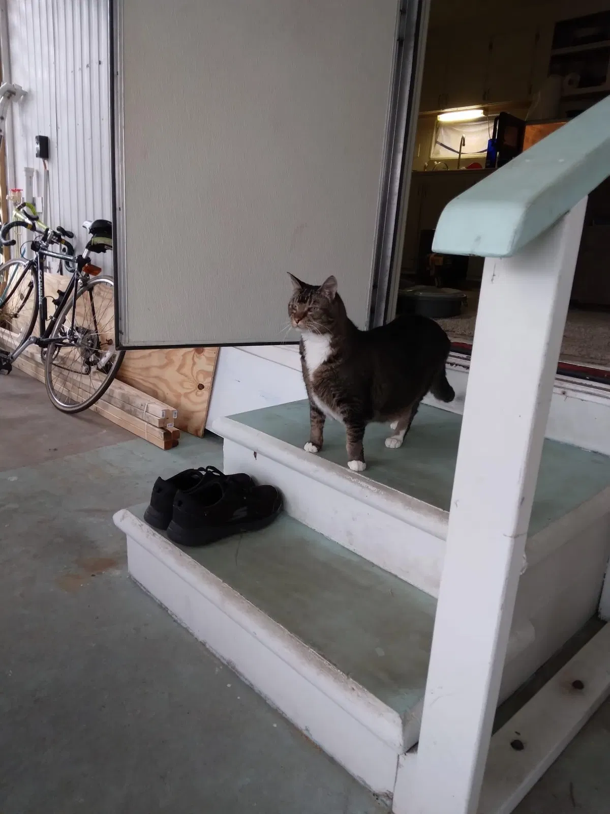 Lost cat in Palm Harbor, FL, 34685