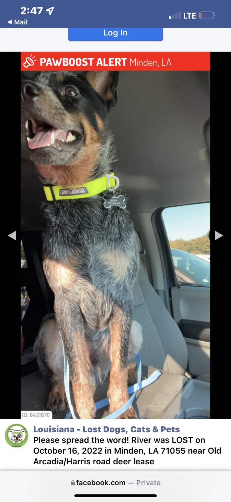 Lost dog in Minden, LA, 71055