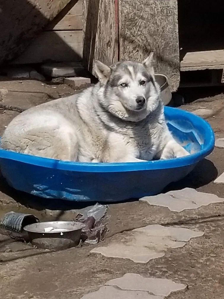 Lost dog in Orange Cove, CA, 93646
