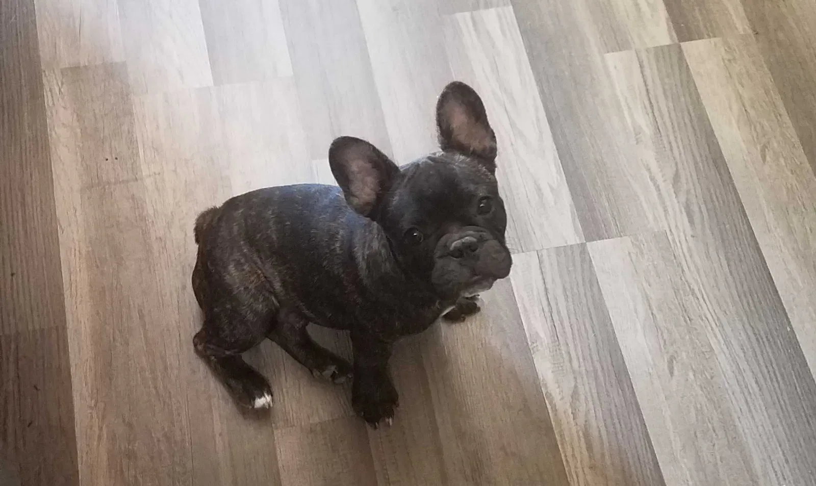 Lost dog in Wichita, KS, 67212