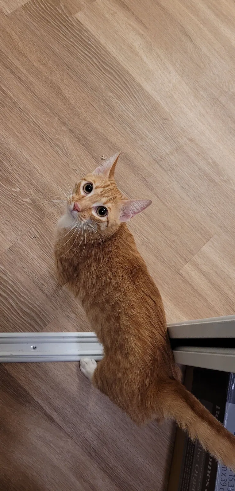 Lost cat in Baton Rouge, LA, 70809