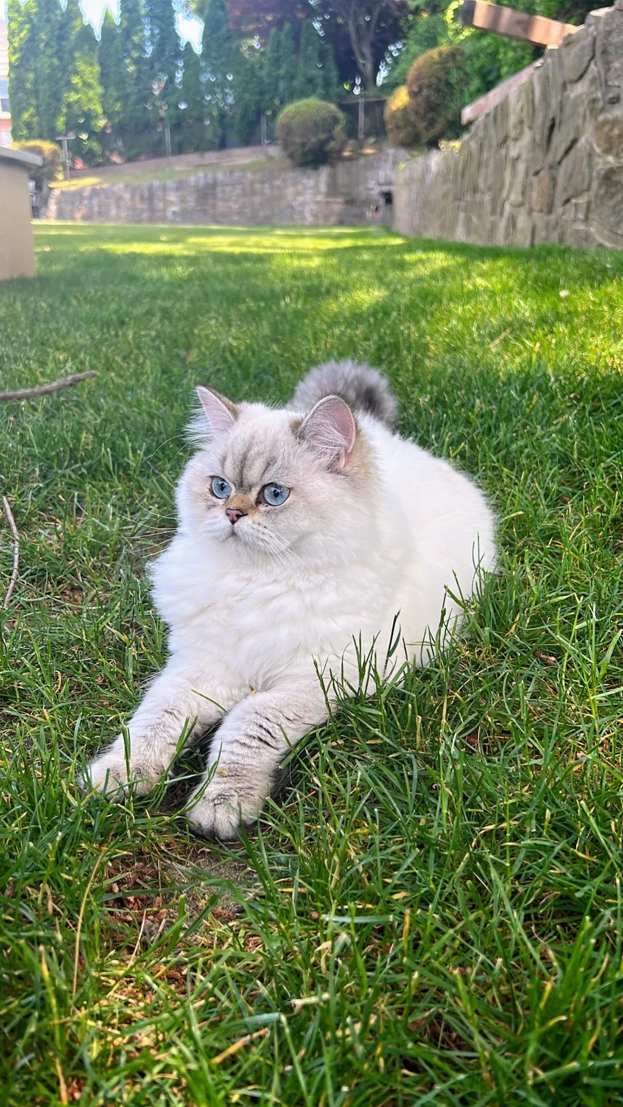 Lost cat in Yonkers, NY, 10710