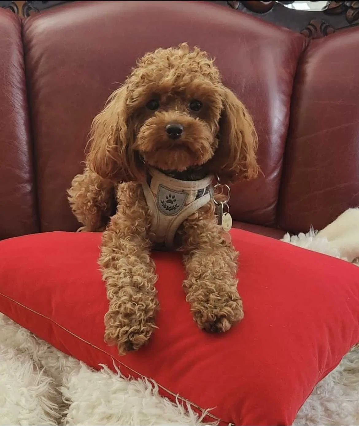 Lost dog in East Elmhurst, NY, 11369