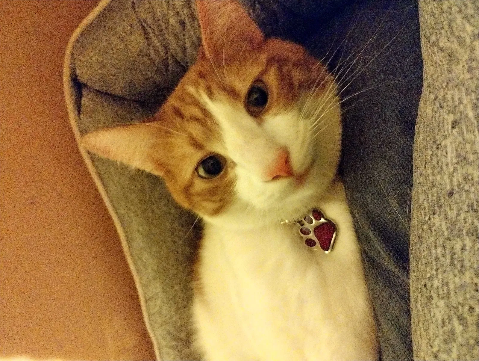 Lost cat in Tacoma, WA, 98402