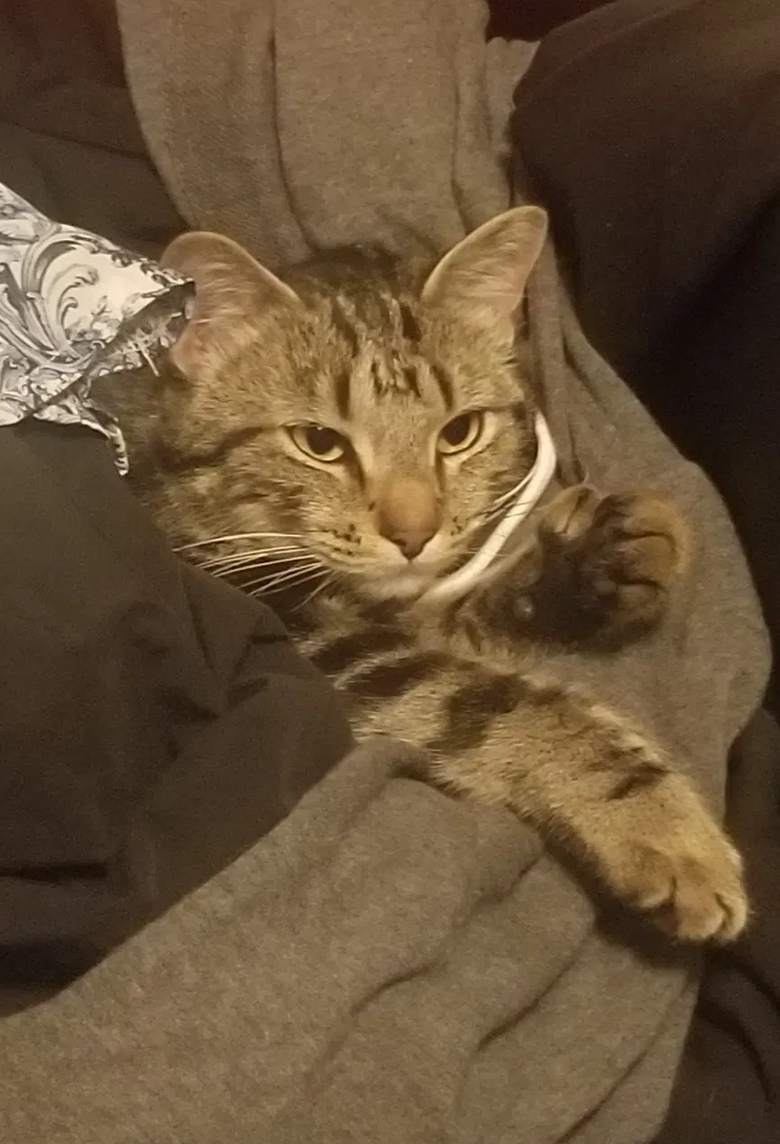Lost cat in Albany, OR, 97322