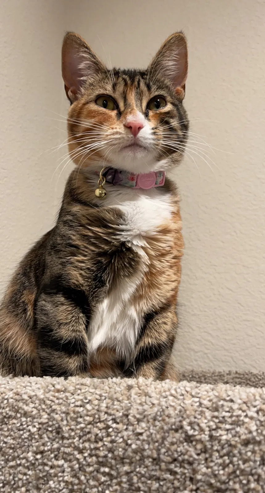 Lost cat in Brentwood, CA, 94513
