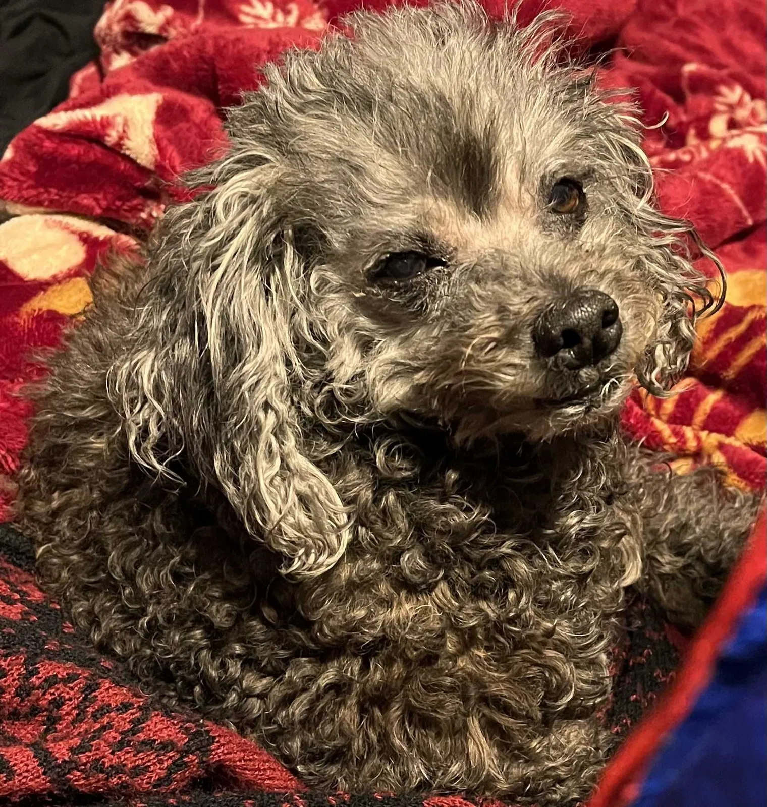 Lost dog in La Joya, TX, 78560