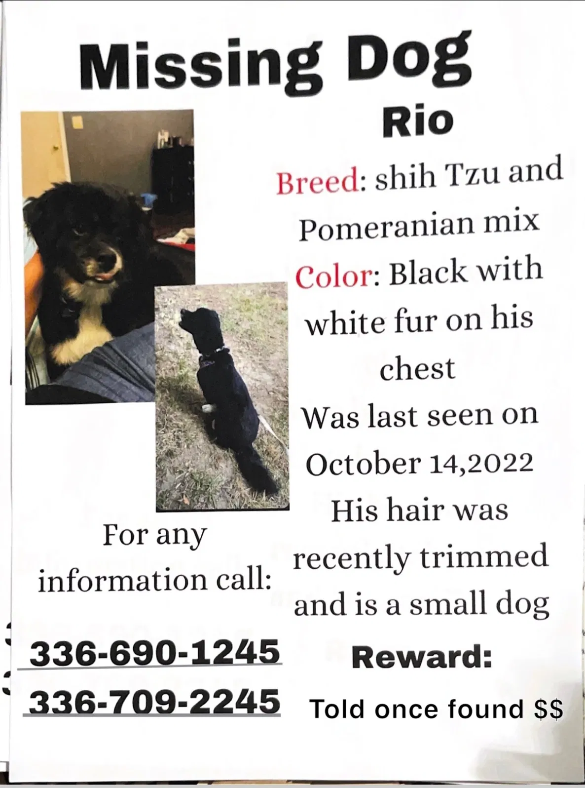 Lost dog in Greensboro, NC, 27405