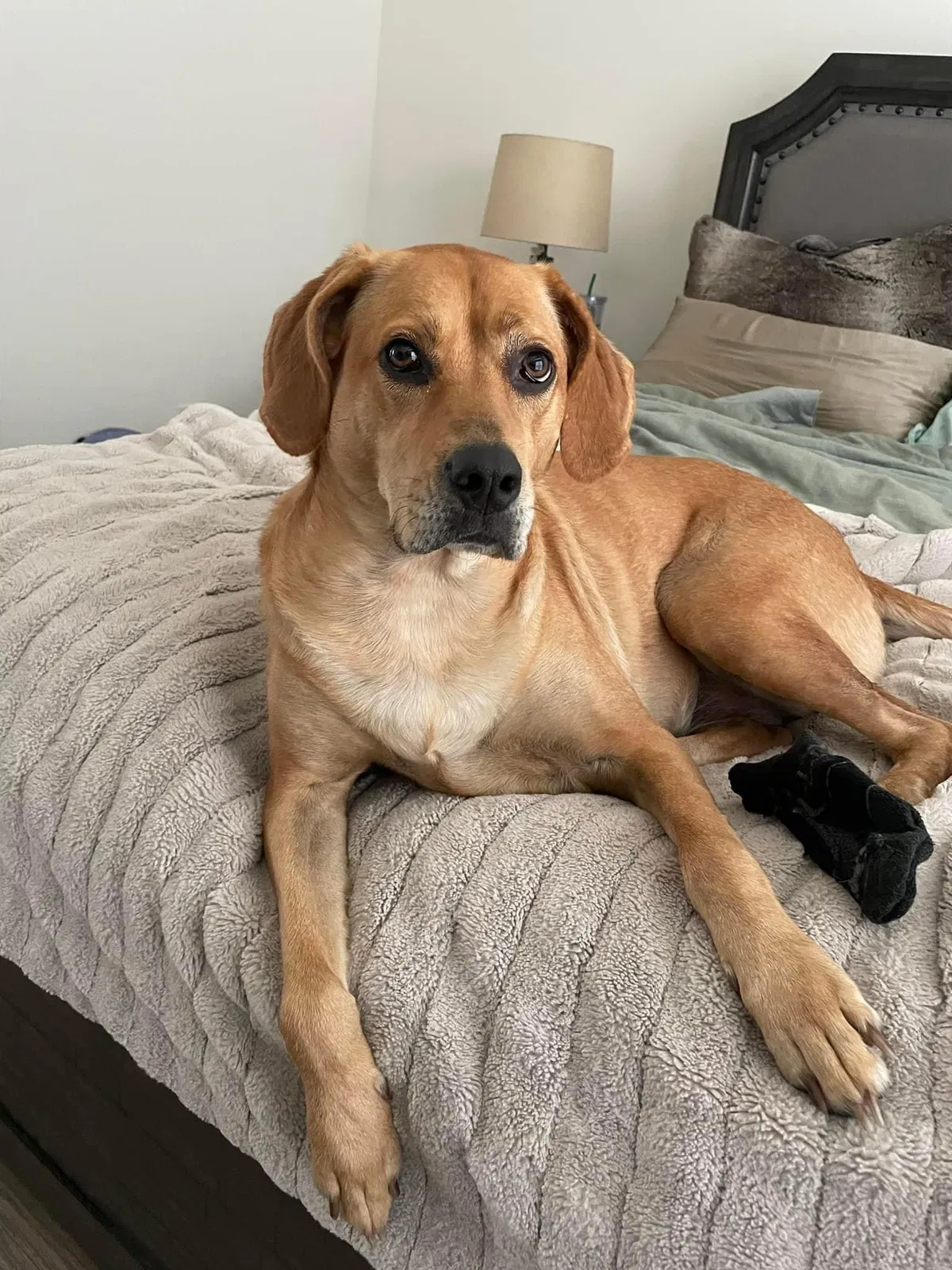 Lost dog in Akers, LA, 70421