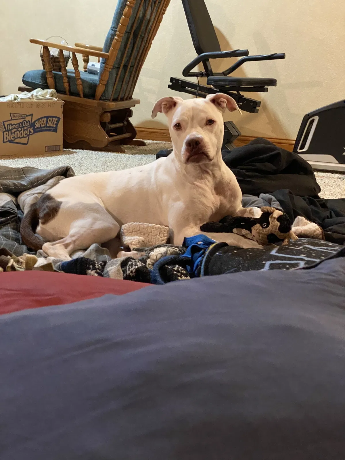 Lost dog in Hays, KS, 67601