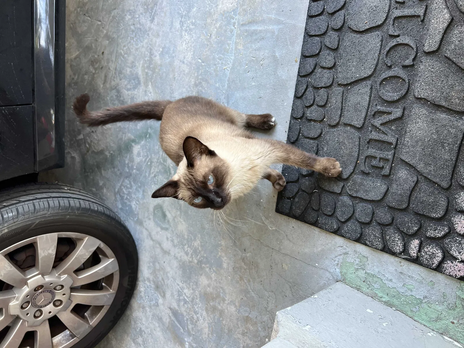 Found cat in New Port Richey, FL, 34652