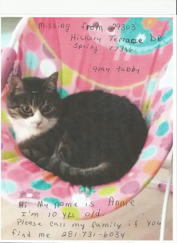Lost cat in Spring, TX, 77386