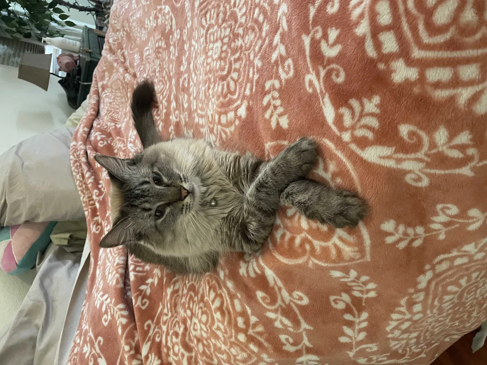 Lost cat in Cave Creek, AZ, 85331