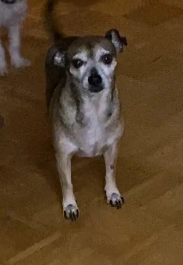 Lost dog in Phoenix, AZ, 85015