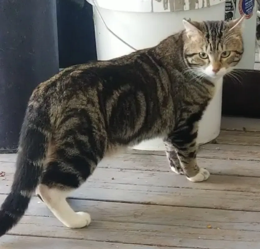Lost cat in Albany, OR, 97322
