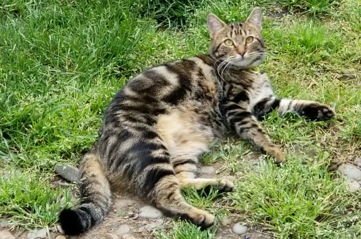 Lost cat in Albany, OR, 97322