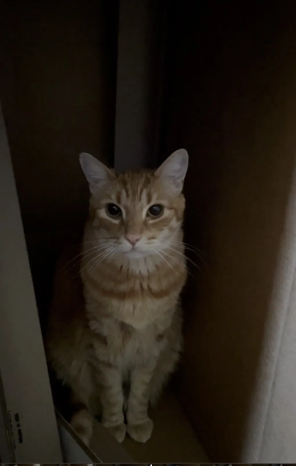 Lost cat in Yorkville, IL, 60560