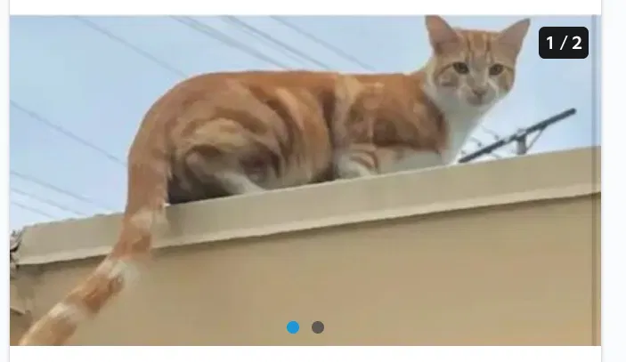 Lost cat in Long Beach, CA, 90803